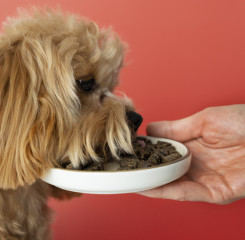 Close up adorable pet eating 25