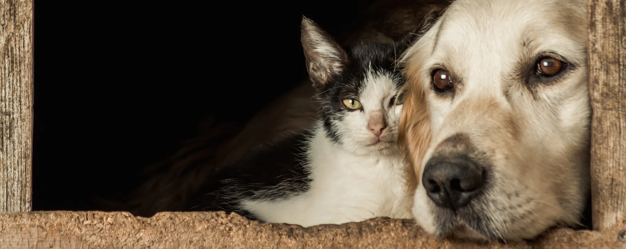 Closeup shot snouts cute dog cat sitting cheek cheek
