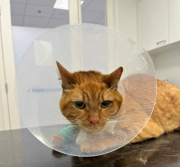 Nieuws 20240707 Kater Billie penisamputatie