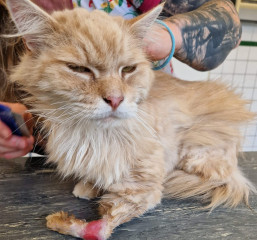 Nieuws 20240904 kater Gizma pootamputatie