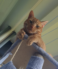 Nieuws 20240904 kater Thor