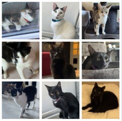 Nieuws 20250523 negen katten