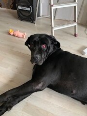 Nieuws 20250810 Roxy, cherry eye