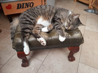 Nieuws 20250815 kat Muis, middenoorontsteking