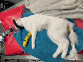 Nieuws 20250817 Catness, pyometra