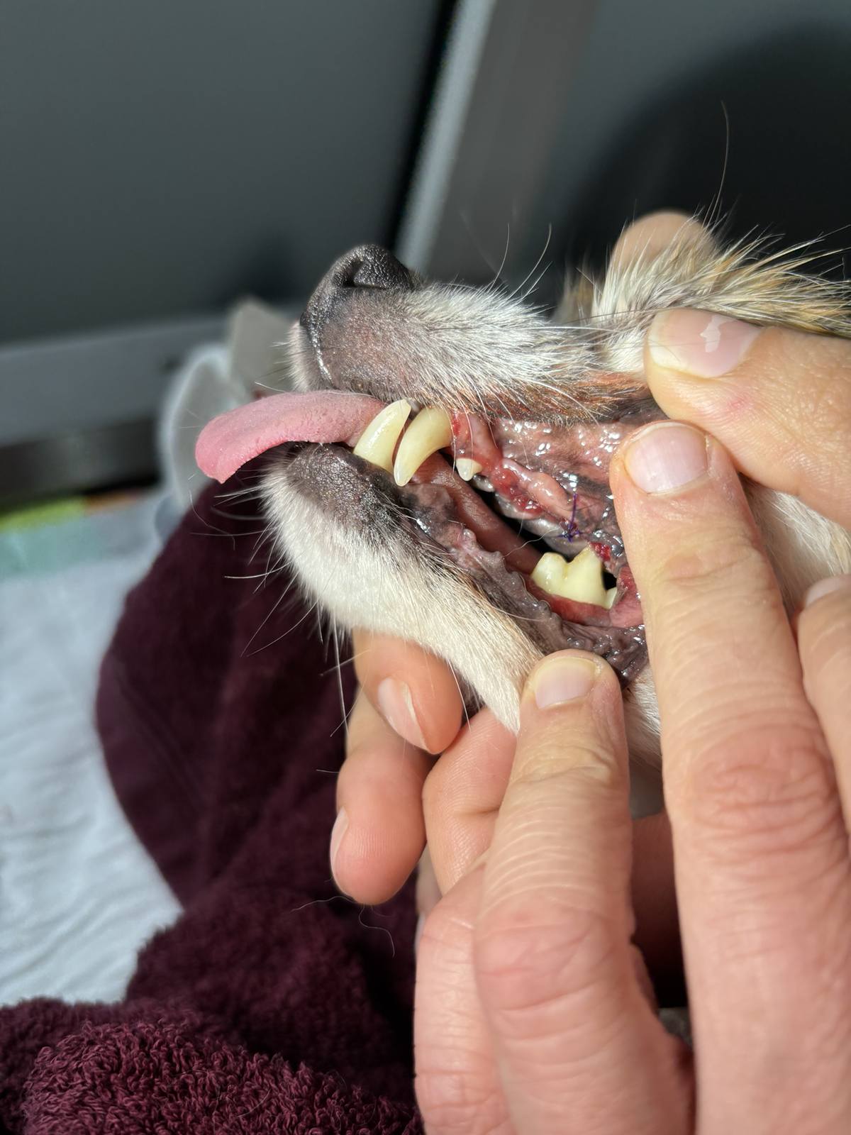 Nieuws 20251025 hond Pablo gebit2