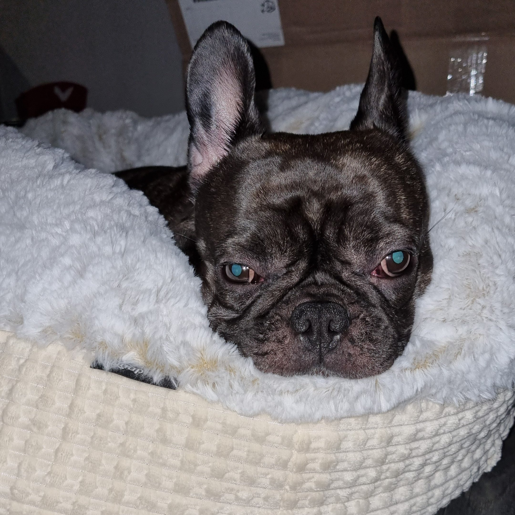 Nieuws 20251211 hond Umi voer1