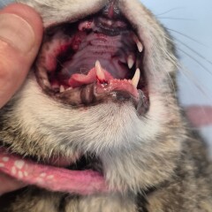 Nieuws 20260612 katten