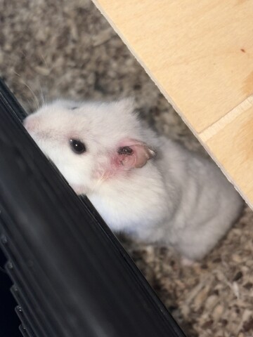 Nieuws 20260811 hamster oor