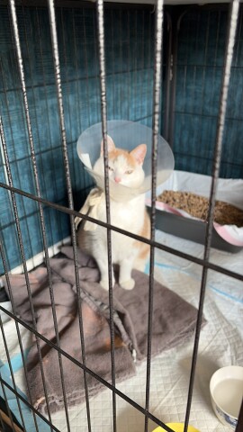 Nieuws kater Pom pootamputatie1