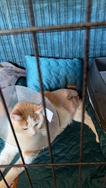 Nieuws kater Pom pootamputatie2